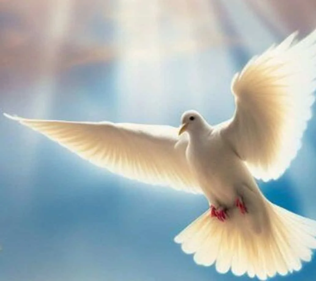 Chaplet of the Holy Spirit Novena White dove in flight symbolizing peace and the Holy Spirit.